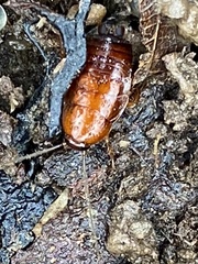 Parcoblatta pennsylvanica