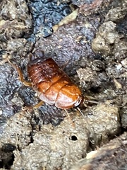 Parcoblatta pennsylvanica