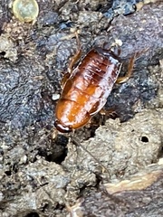 Parcoblatta pennsylvanica