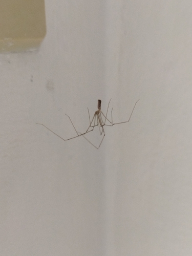 Long-bodied Cellar Spider