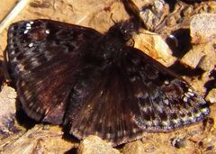 Erynnis juvenalis juvenalis