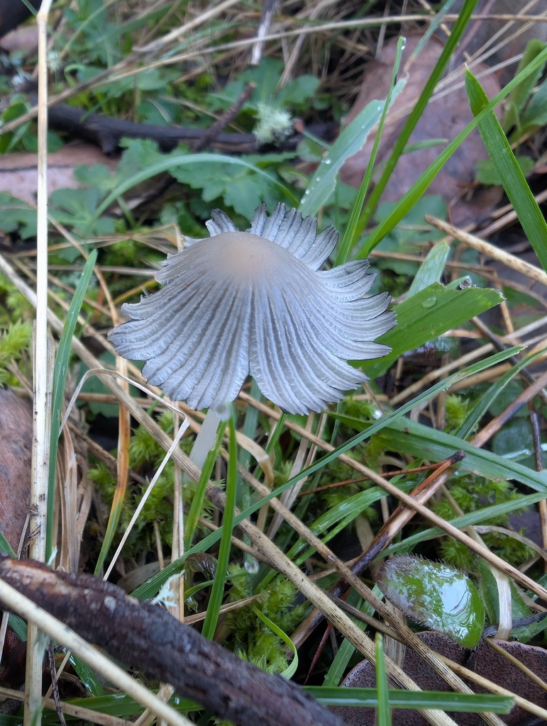 Coprinopsis lagopus · March 2026 · photo: © simonele (iNaturalist, cc-by)