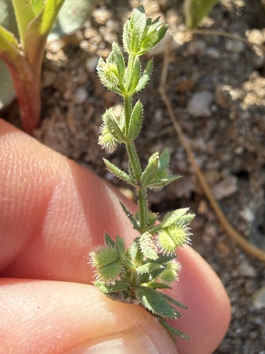 desert bedstraw