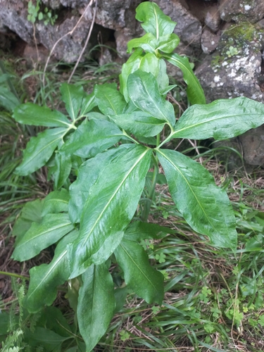 Dracunculus canariensis, photograph 5
