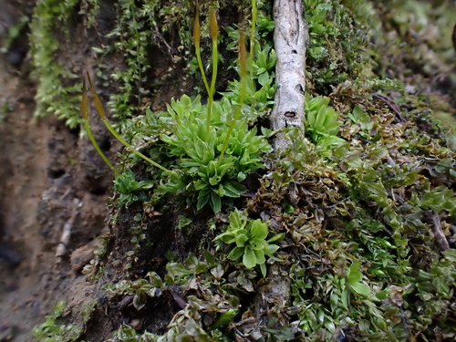 Tortula subulata observed 2026-03-08
