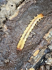 Dendroides canadensis