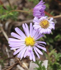Brachyscome ciliaris