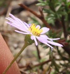 Brachyscome ciliaris