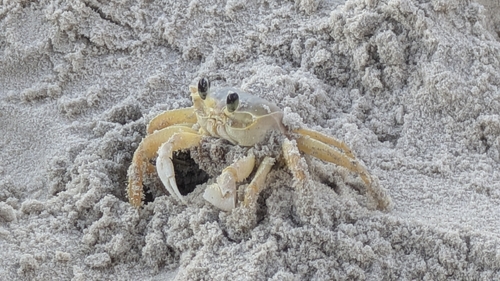 Atlantic Ghost Crab