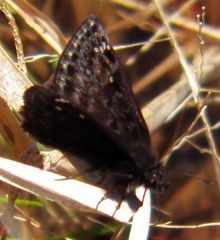 Erynnis juvenalis juvenalis