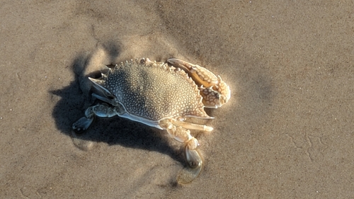 Speckled Swimming Crab