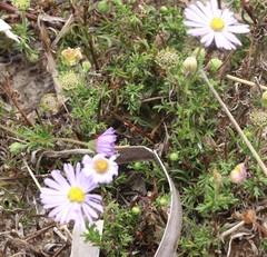 Brachyscome ciliaris