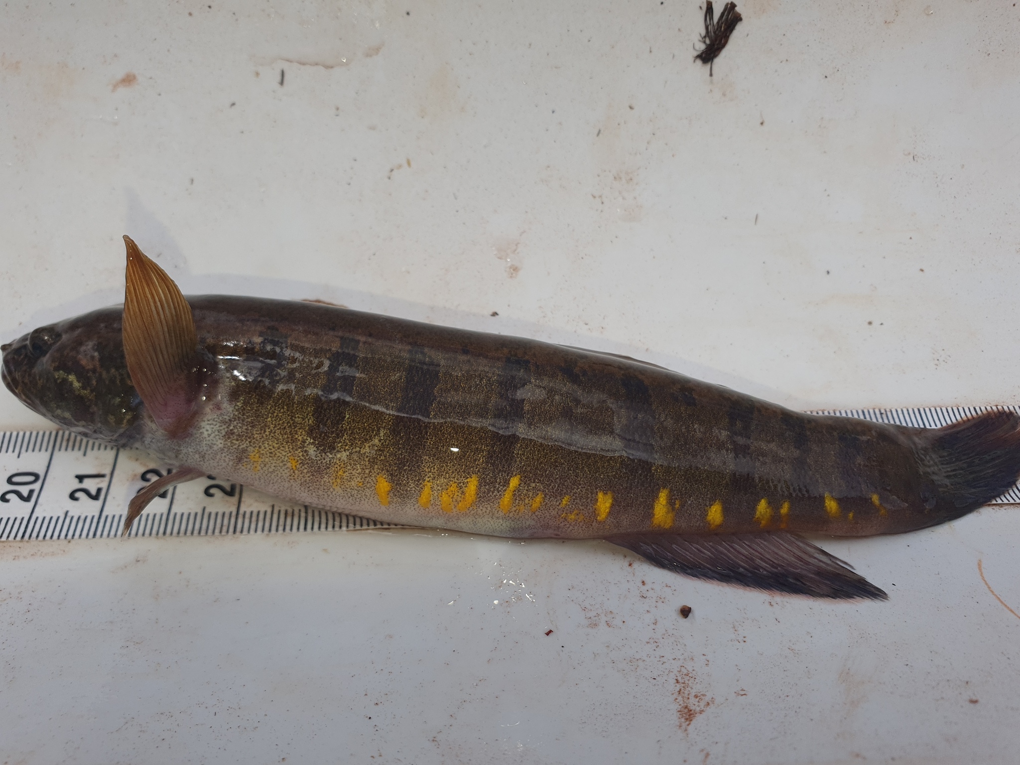 Barred Gudgeon photo 5
