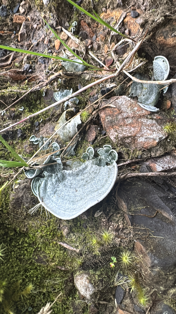 Cora glabrata · March 2026 · photo: © brettaugust (iNaturalist, cc-by)