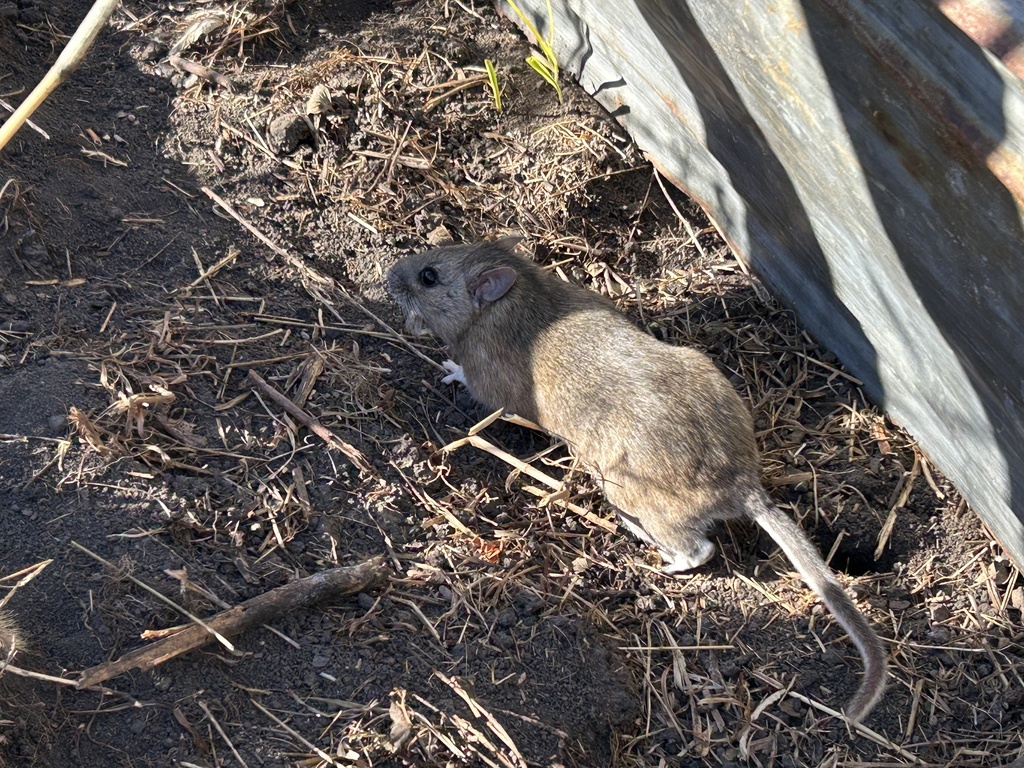 Timber Rats Oregon Eastern Woodrat from Blue Springs, NE, US on March 8, 2026 at 04:38 PM ...