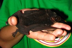 Saccolaimus saccolaimus