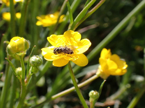 Unknown species found near Santa Barbara County, US-CA, US