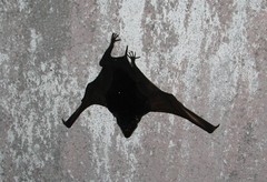 Saccolaimus saccolaimus