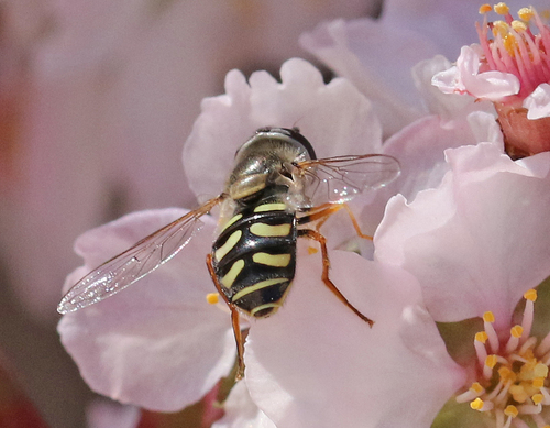 Unknown species found near Home, Town of Cochiti Lake, Sandoval County, NM, USA