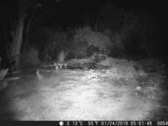 Sylvilagus audubonii