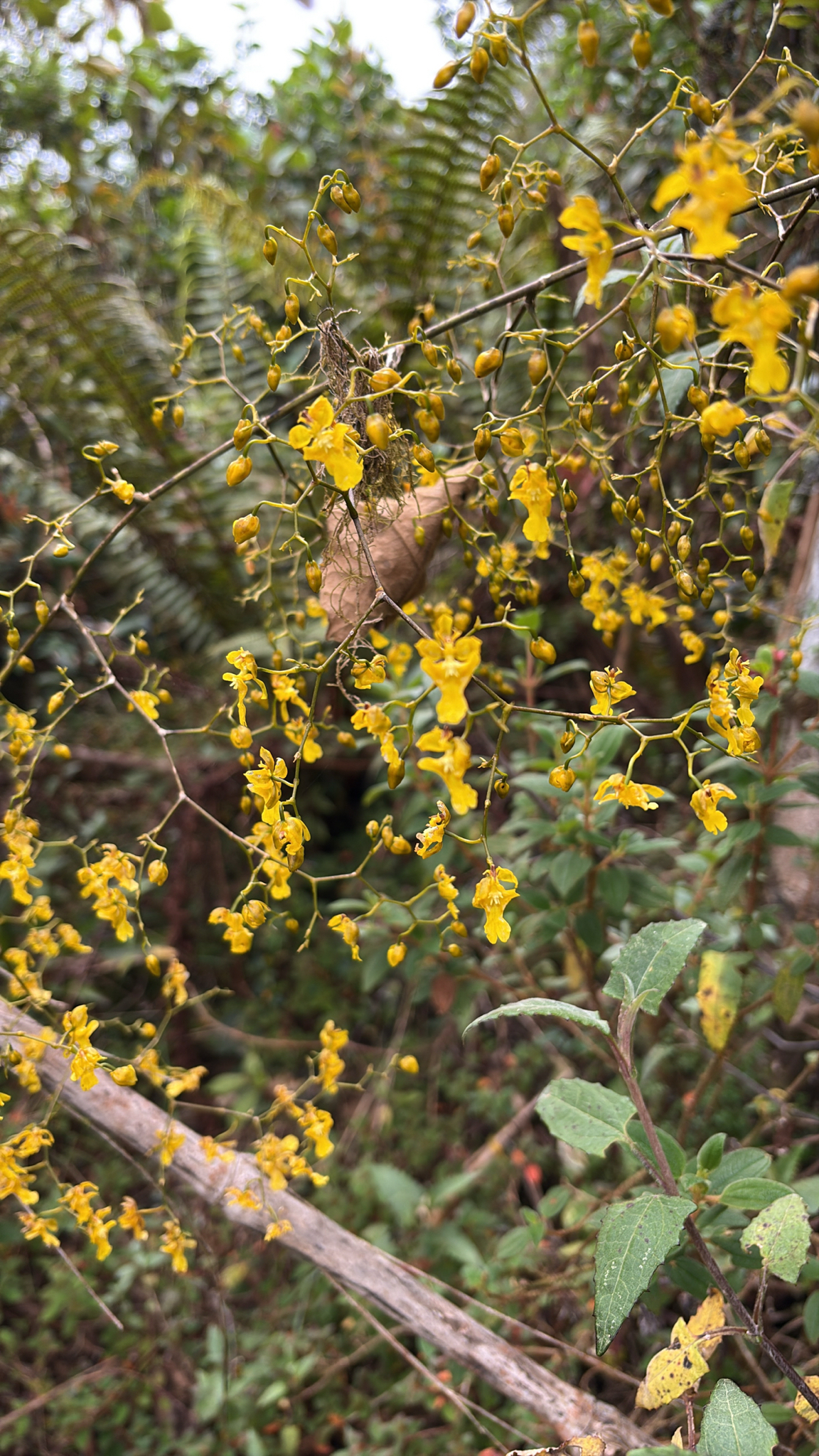 Bird Beak Orchid (Oncidium ornithorhynchum)