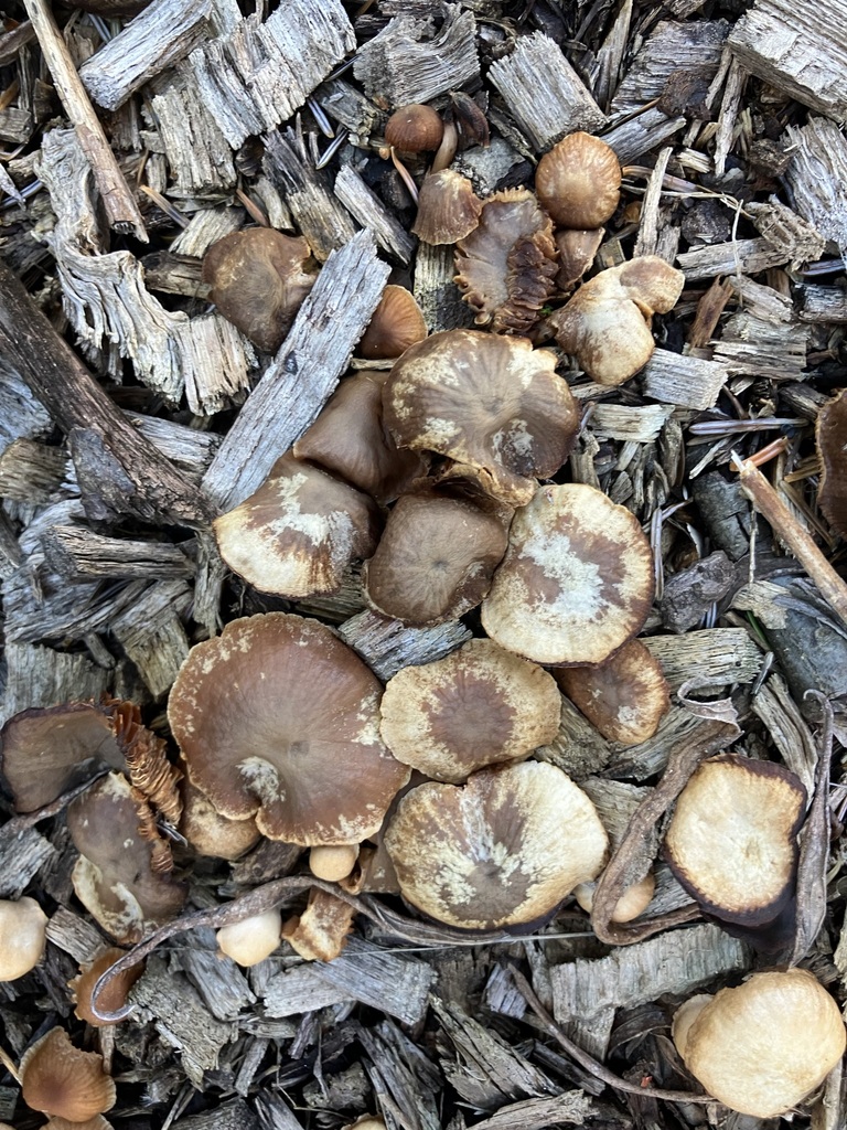 Tubaria · March 2026 · photo: © preventthetoast (iNaturalist, cc-by)