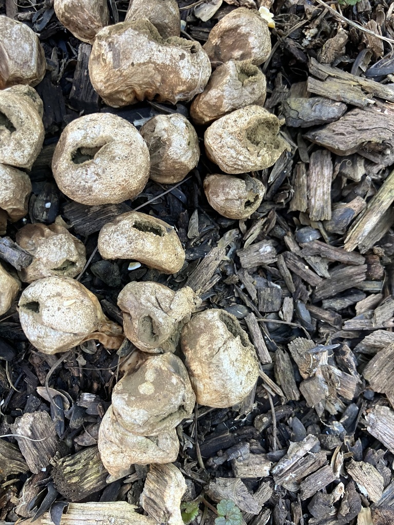 Apioperdon