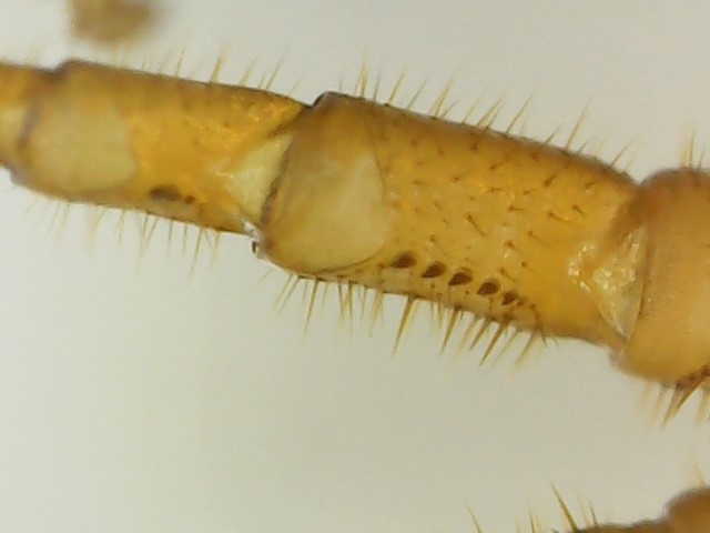Cryptops hortensis Donovan, 1810