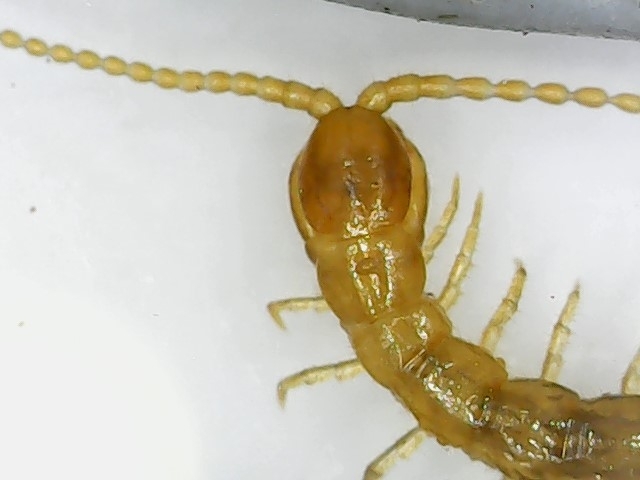 Cryptops hortensis Donovan, 1810