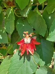Coccinea
