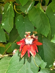 Coccinea