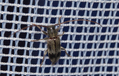 Exocentrus lusitanus