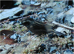 Carpodacus rodochroa