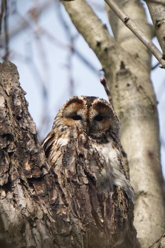 View observation of {o.common_name} on iNaturalist