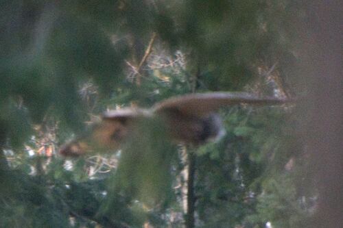 View observation of {o.common_name} on iNaturalist