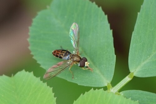 Unknown species found near Port Neches, TX, USA