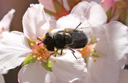 Unknown species found near Home, Town of Cochiti Lake, Sandoval County, NM, USA
