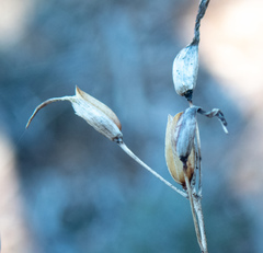 Cordylanthus tenuis brunneus