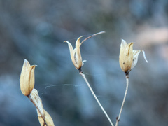 Cordylanthus tenuis brunneus