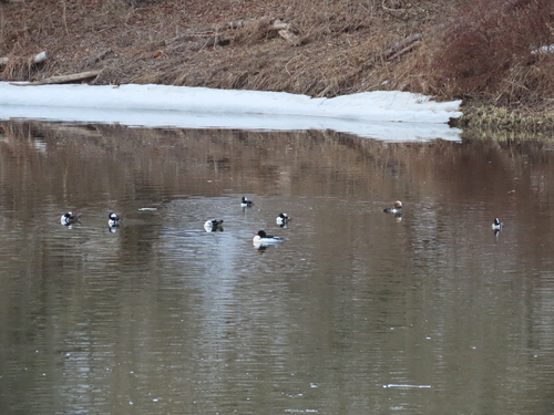 Hooded Merganser