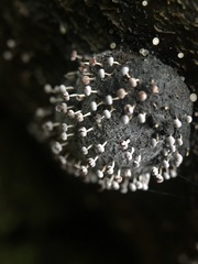 Physarum globuliferum