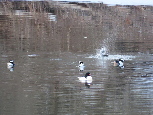 Common Merganser