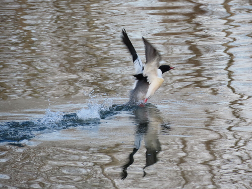 Common Merganser