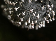 Physarum globuliferum