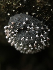 Physarum globuliferum