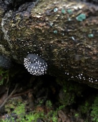 Physarum globuliferum