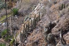 Haageocereus acranthus