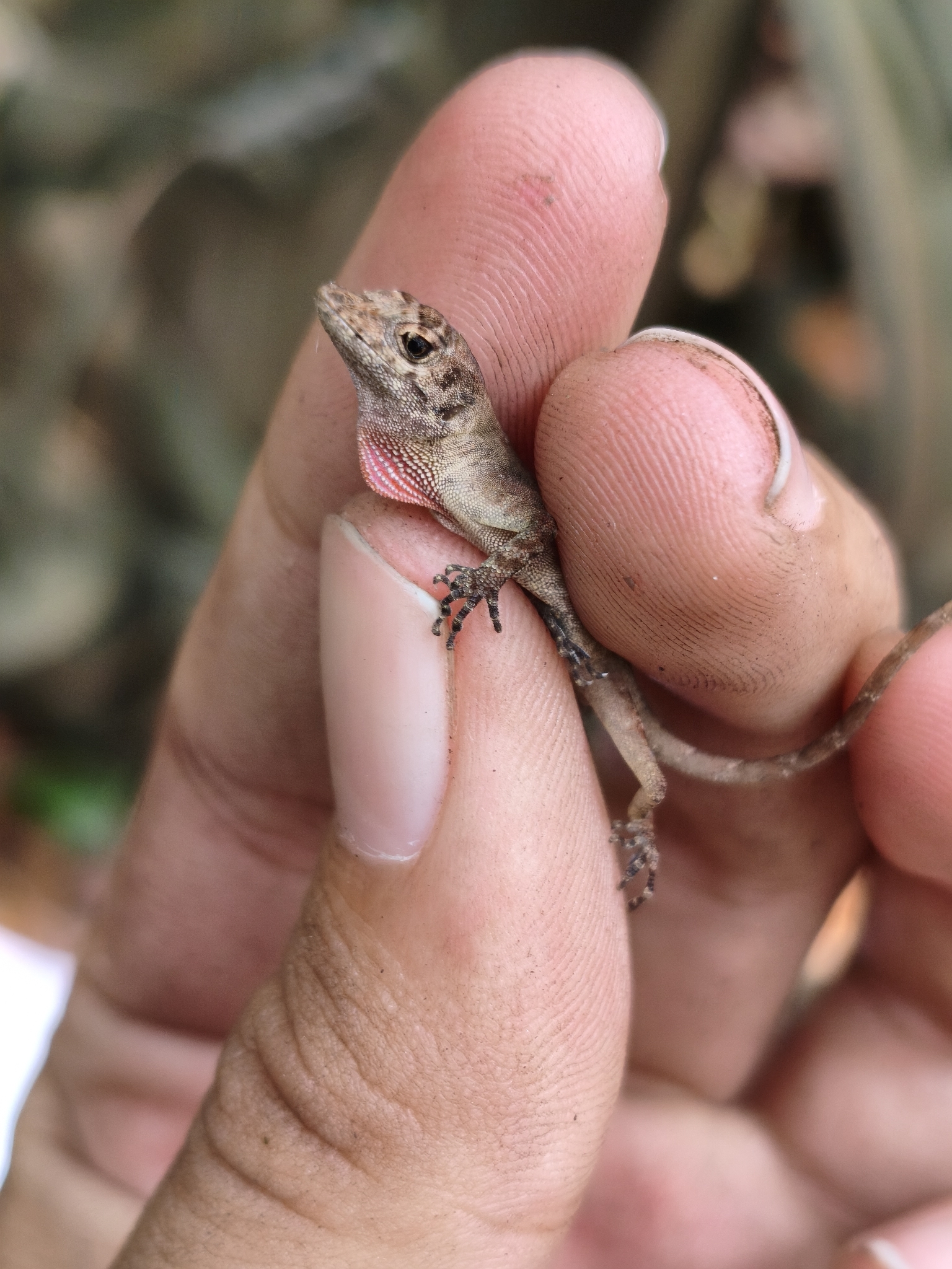 Cope's Veracruz Anole photo 4