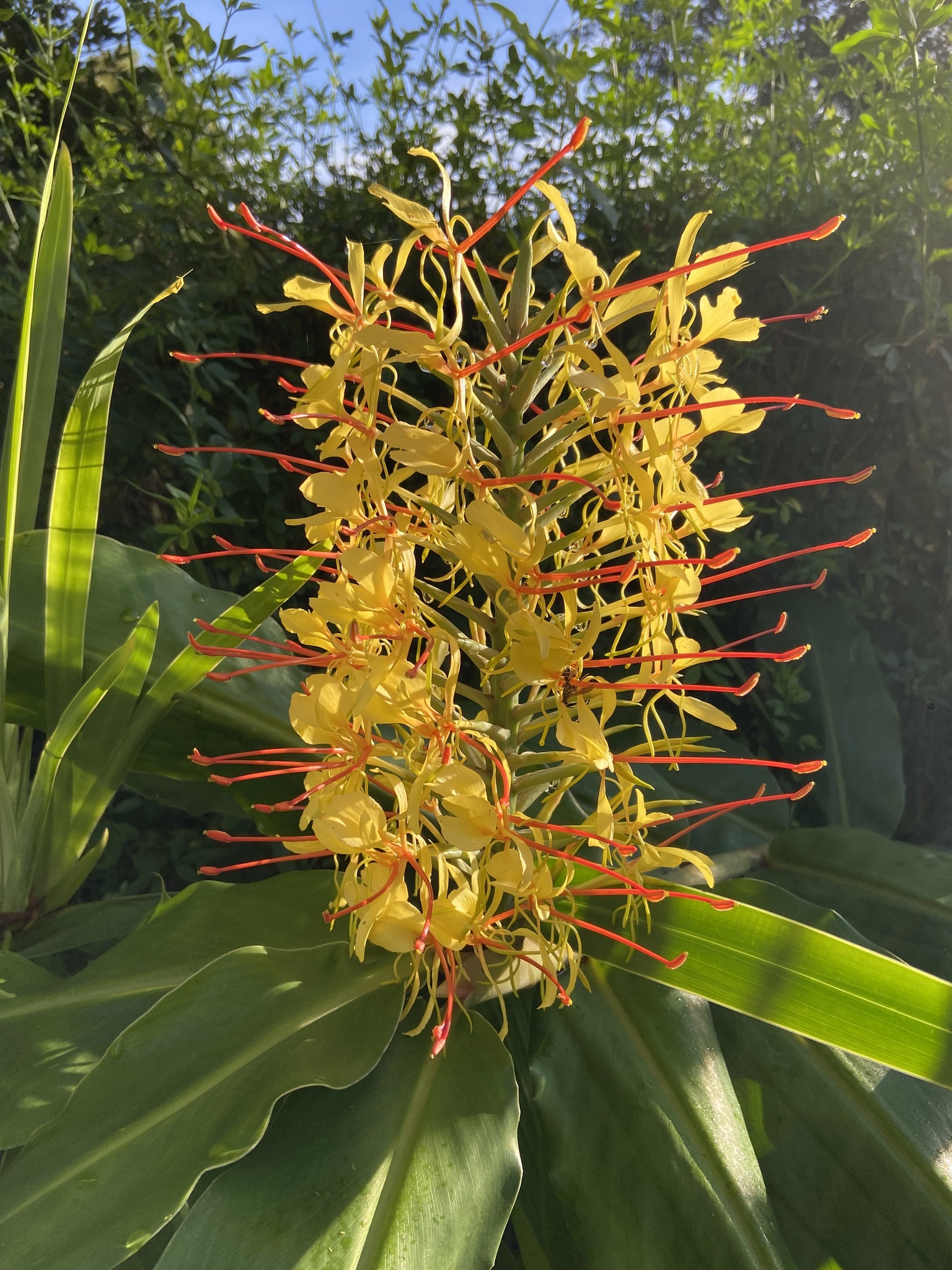 Hedychium gardnerianum