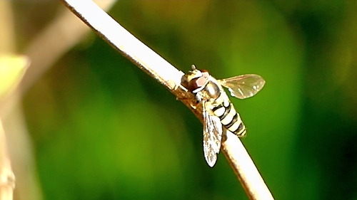 Unknown species found near Centerton, AR 72719, USA